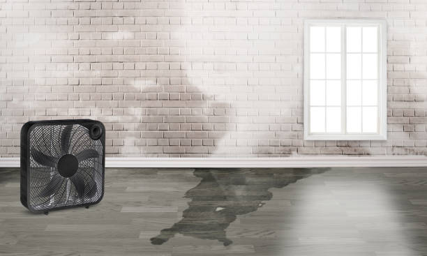 Best Water damage restoration near me  in Sunny Isles Beach, FL